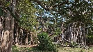 The Great Banyan World Largest Banyan Tree Peepal Tree Or Bot Gach & Asotho Gach Paglakhali