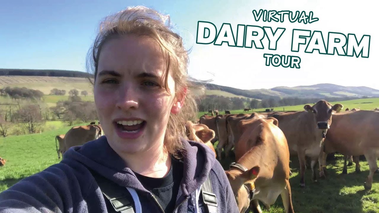 A Virtual Tour Of A Dairy Farm In Biggar, Scotland (Part 3) YouTube