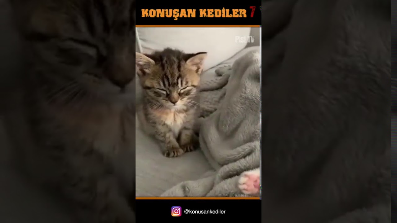 Konuşan Kediler 7 En Komik Kedi Videoları YouTube