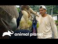 Frank comparte con aves espectaculares | Wild Frank | Animal Planet