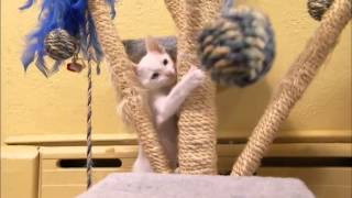 Cats 101 Animal Planet  Khao Manee ** High Quality **