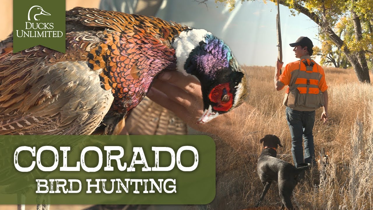 Ultimate Colorado Hunting Adventure Pheasant Duck Hunting DU ultimate-colorado-hunting-adventure-pheasant-duck-hunting-du