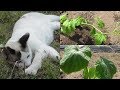 ゴーヤとキュウリの苗を植えました。猫達は裏庭で元気に遊びます