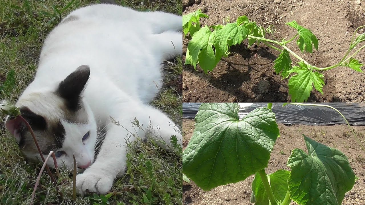 ゴーヤとキュウリの苗を植えました。猫達は裏庭で元気に遊びます
