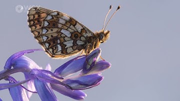 Advanced Photography: Macro with Ross Hoddinott