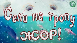 НАДУБАСИЛИ РЫБЫ, УДАЧНО СЕЛИ НА ТРОПУ! КЛЁВ ВЕСЬ ДЕНЬ, РЫБАЛКА С КАМЕРОЙ НА КОТЕЛКАХ, ЛОВИМ НА УРАЛЕ