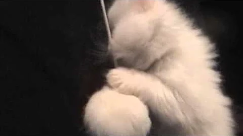 Video 3400151: persian kitten playing, play toys persian, kitten mouse
