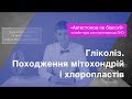 Гліколіз. Походження мітохондрій і хлоропластів – Підготовка до ЗНО – Біологія