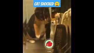 cat shocked #shorts#youtubeshorts #viralshorts#cat shocked . 4k. views