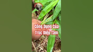Bạn đã biết công dụng của Trúc Diệp Tâm chưa?