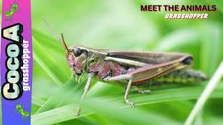 Meet the Animals | Grasshoppers| The Great Jumpers 🦗 🦗