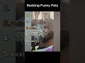 Daily funny pets 19