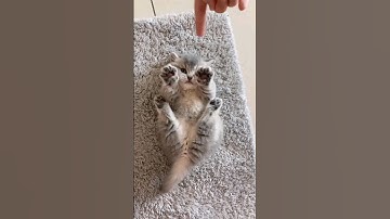 Little baby kitten sound ❤️