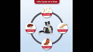 Discover the Life Cycle of Fleas
