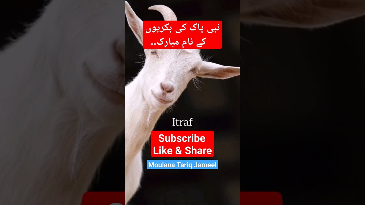 Goats Name #islamic #new #status #shortvideo #siraattv #goat #muhammadﷺ #muhammad #name #video