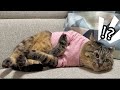 【悲報】同居し始めて愛猫と仲良くなったと思ってたのに突然ビビられちゃった夫