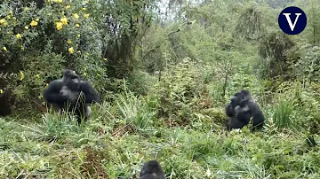 ¿Por qué se golpea el gorila el pecho?