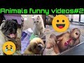 Animals funnystamil 2catdog funny moments captured trend zone tamil