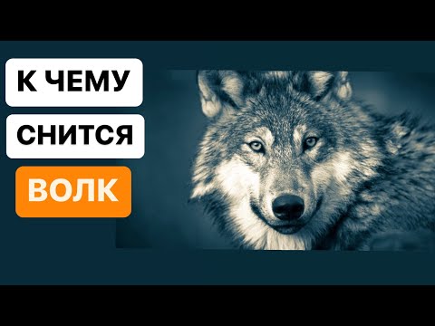 Толкование снов в исламе. Что означает если во сне видеть волков?