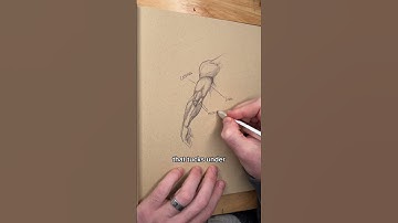 How To Draw Triceps Anatomy Lesson!