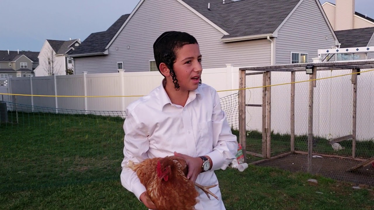 raising backyard chickens in Toms River YouTube