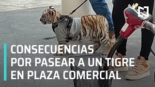 Download Lagu Mujer pasea con un cachorro tigre en plaza Antara, Polanco, CDMX - Las Noticias MP3 Download Lagu Mujer pasea con un cachorro tigre en plaza Antara, Polanco, CDMX - Las Noticias MP3