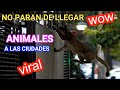 Nuevos animales llegan  a las ciudades del mundo  entero, tienen un mensaje que darnos