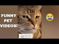 FUNNY CAT VIDEOS 😹 FUNNY ANIMAL VIDEOS | TRY NOT TO LAUGH! 😂 | FUNNY CAT AND DOG VIDEOS😹 CUTE CATS
