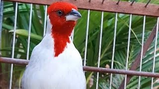 galo de Campina com medo do dono porque é como resolver atenção nas dicas
