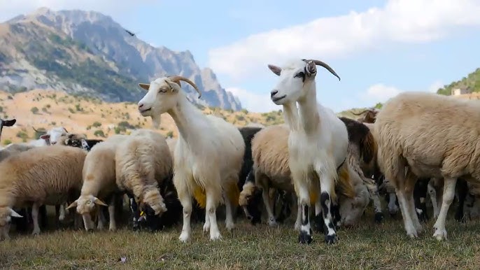 Gjirokastër, ku ndodhet një nga fermat më të mëdha blegtorale në vend me  mbi 1 mijë krerë dele e dhi - YouTube