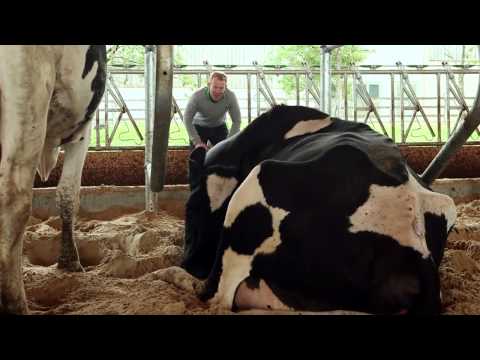 Video: Kunnen koeien een fooi geven?