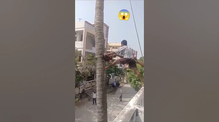 Expert cutter cutting a big tree #trendingshort #youtubefeed