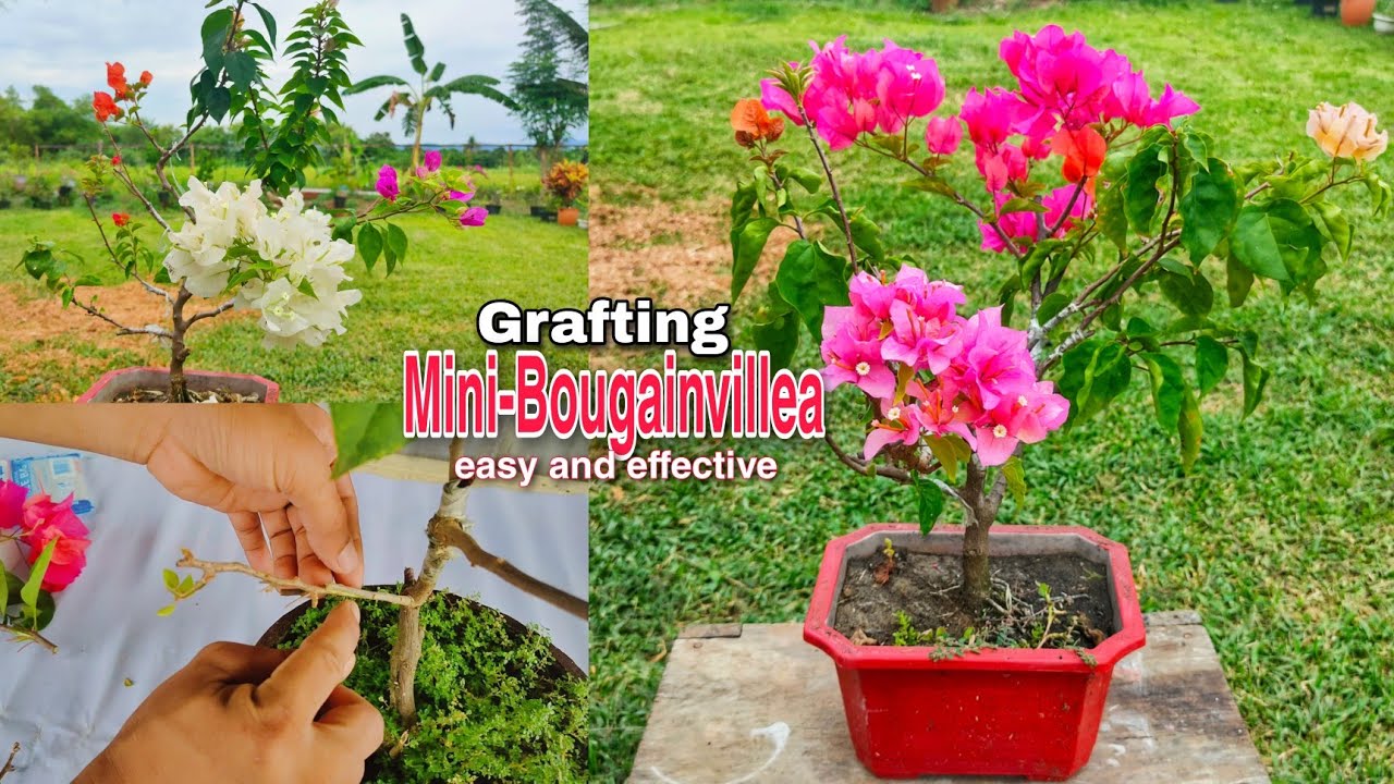 Small Bougainvillea Grafting, Napakadali at Napaka- effective talaga ng method na ito