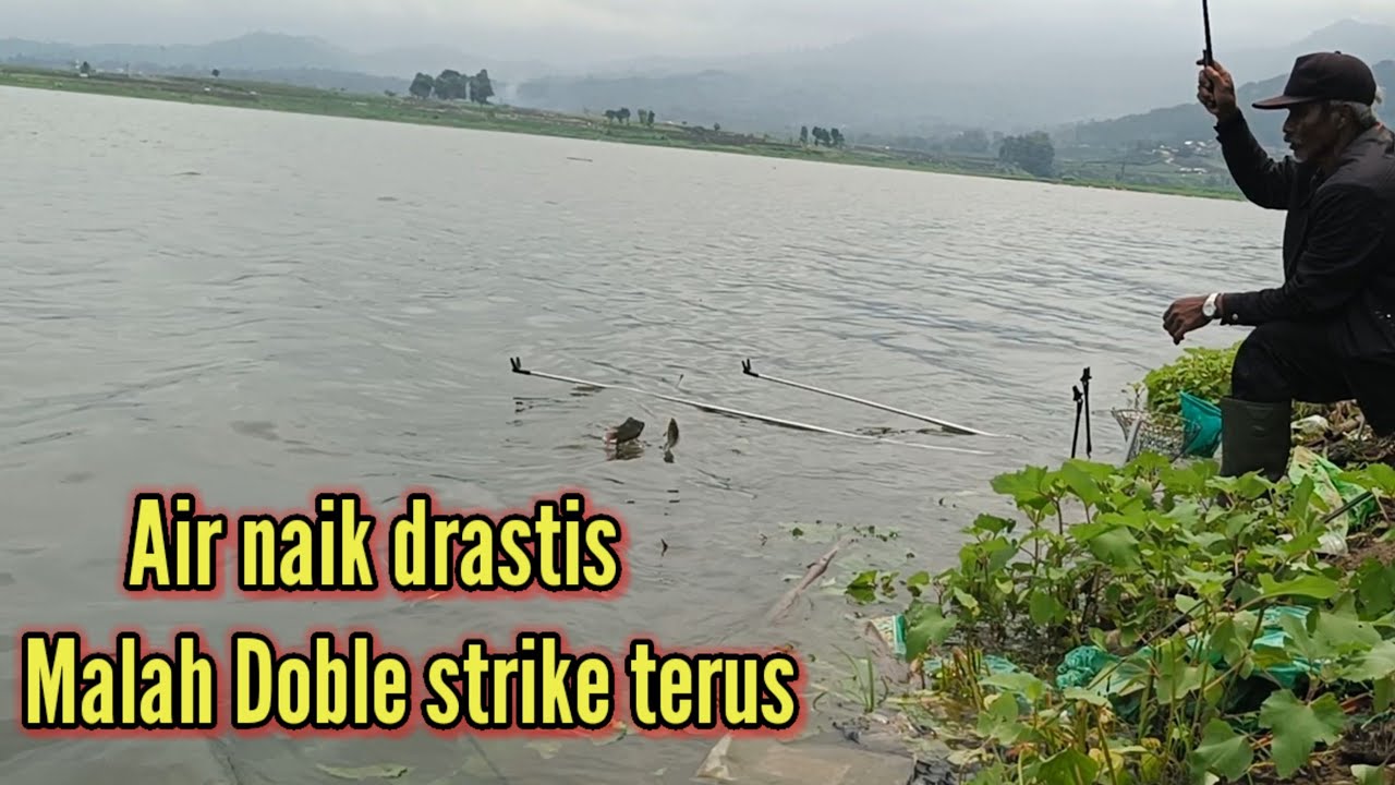 Air naik naik drastis ikannya malah makan tiada henti-hentinya ‼️