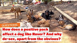 Q&A How does a Positive Pack affect a dog like Rover? And Why Desex/Neuter apart from the obvious?