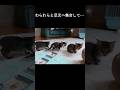 ミルクの順番待ちをする子猫たち2 #ねこ #子猫 #shorts