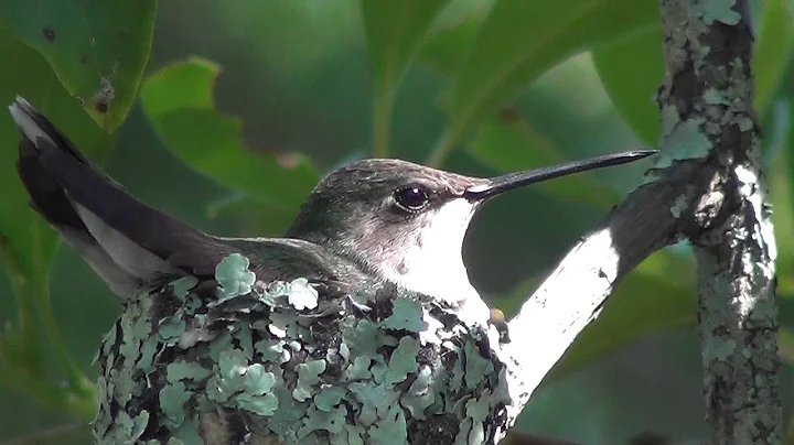 humming bird 4