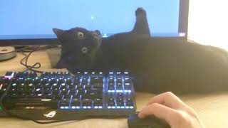 Yami - 26/04/21 - Gotta play with the mouse pointer during dad's meeting :) by Ansatsunin 224 views 2 years ago 1 minute, 29 seconds
