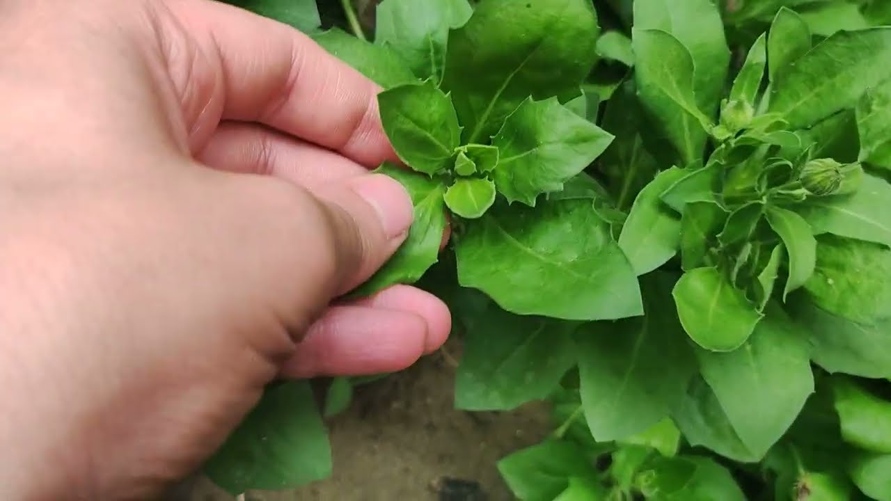 ورد استر  نبات مزهر حولي وطريقه الإكثار والرعايه