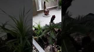 Tip Penjagaan pokok Cykas@Paku Aji@Bogak