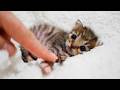Struggling with the bottle... these determined kittens are just too adorable 🍼