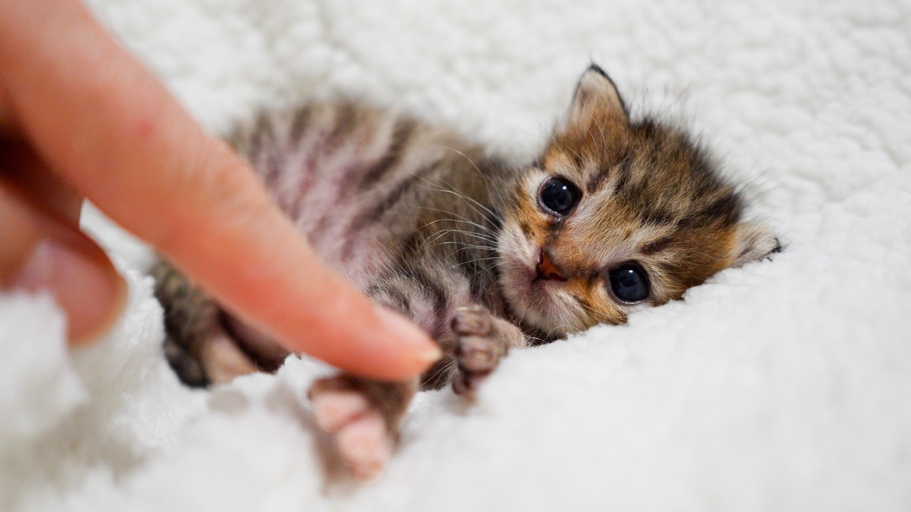 Struggling with the bottle... these determined kittens are just too adorable 🍼