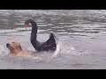 Savage black swan attacks Golden retriever swimming in lake.