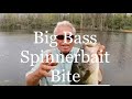 Big bass from the bank with a spinnerbait