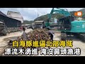 白海豚進逼北部海域 漂流木淹沒鼻頭漁港