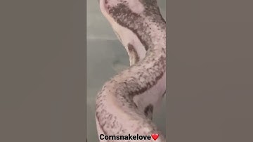 Scaleless Cornsnake.