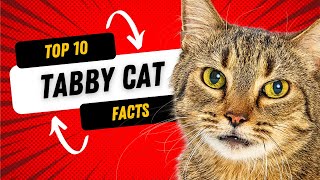 Tabby Cats 101: Top 10 Facts About Tabby Cats