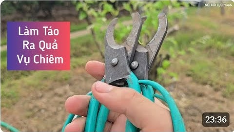 Khoanh Vỏ Cây Táo Làm Ra Quả Vụ Chiêm l Núi Đồi Lục Ngạn