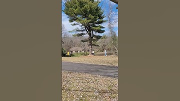 Tree felling fails.  Tree falls on my house.  Yes, I was the idiot that cut the tree on my house.