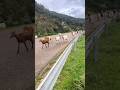 #goat #goatlife #shorts #viralvideo #youtube
